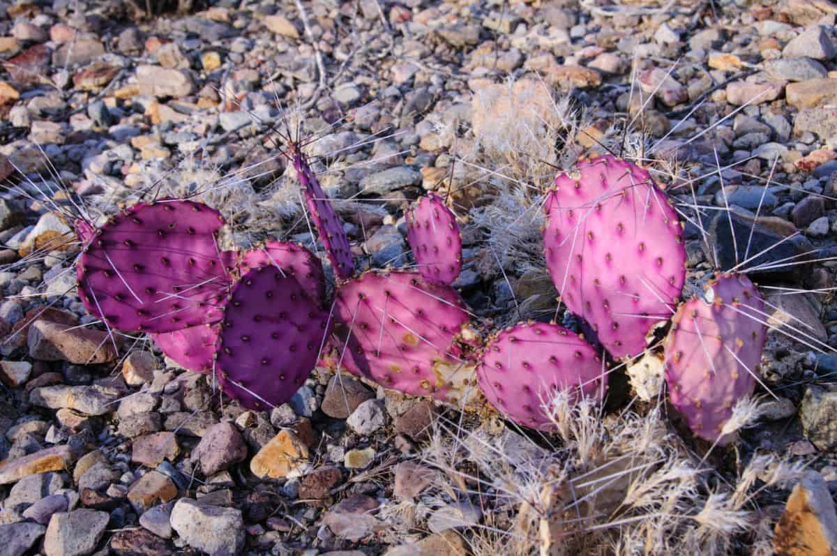 Opuntia macrocentra growing outdoor.