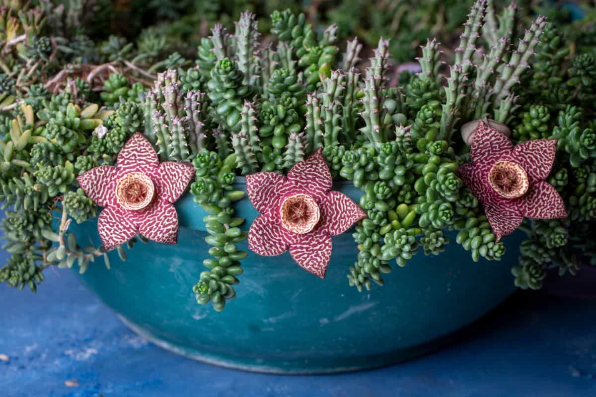 Orbea variegate growing in a pot.