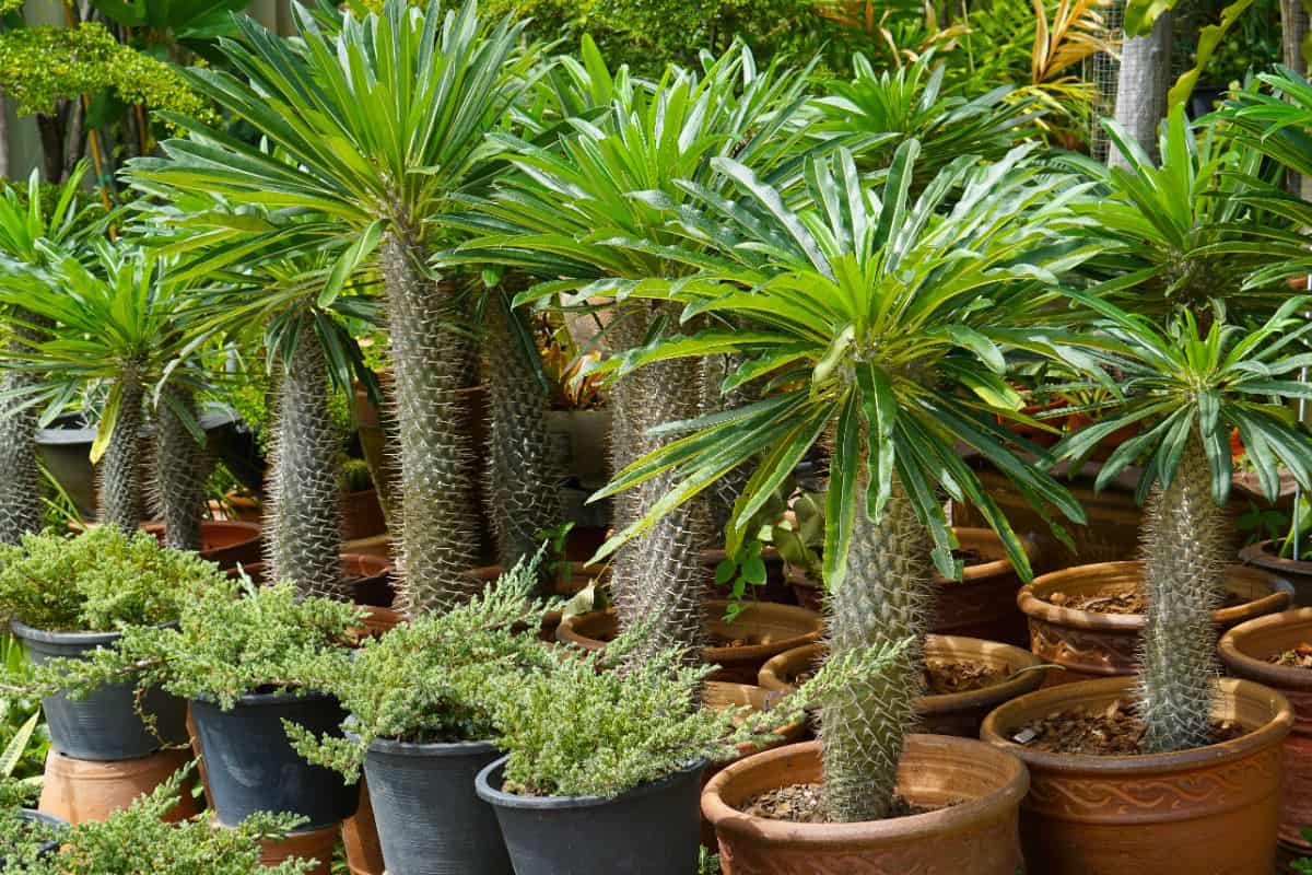 A bunch of Pachypodium lamerei growing in pots.