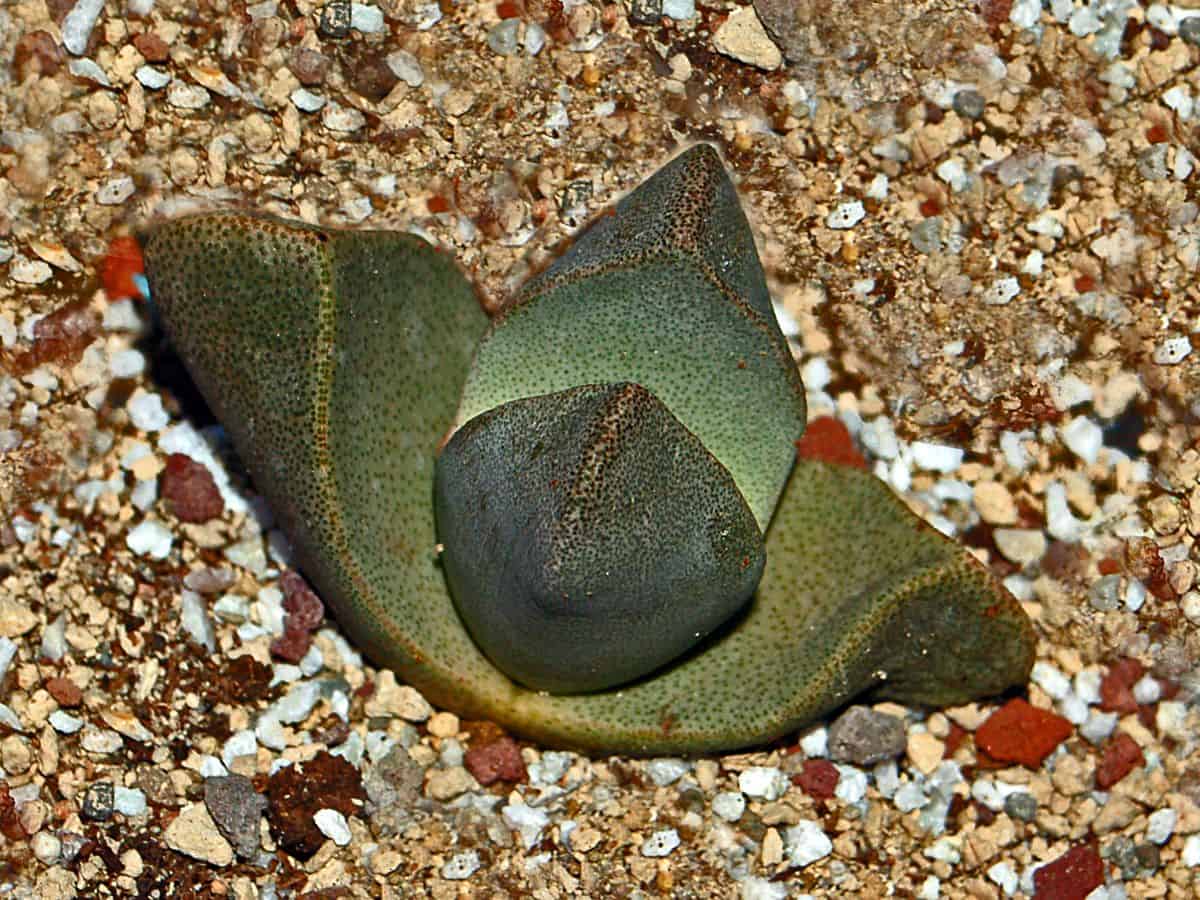 A close-up of Pleisopilos bolusii.