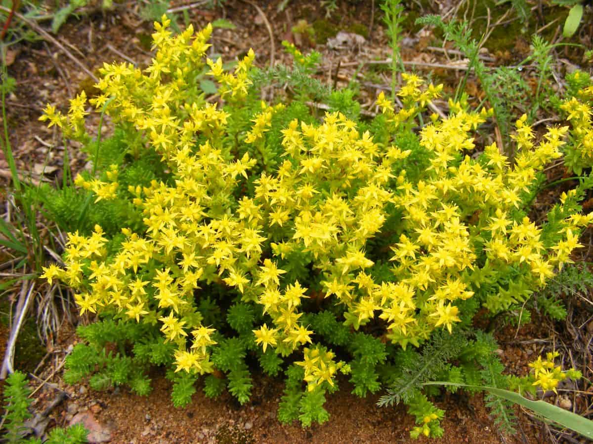 Yellow flowering Sedum acre.