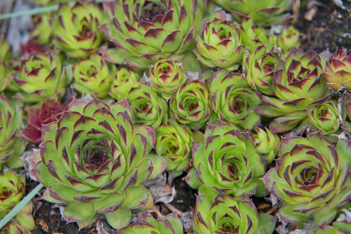 A bunch of Sempervivum tectorums.