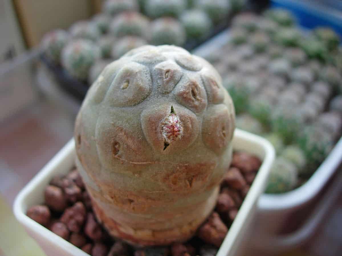 A close-up of Tephrocactus geometricus in a pot.
