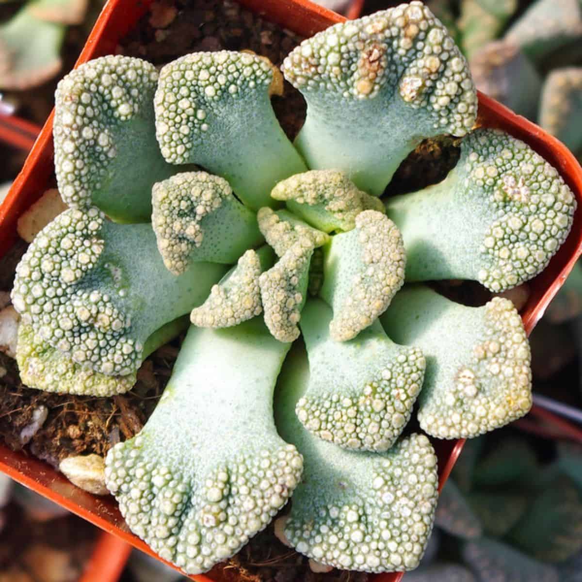 Titanopsis calcarean in a pot.