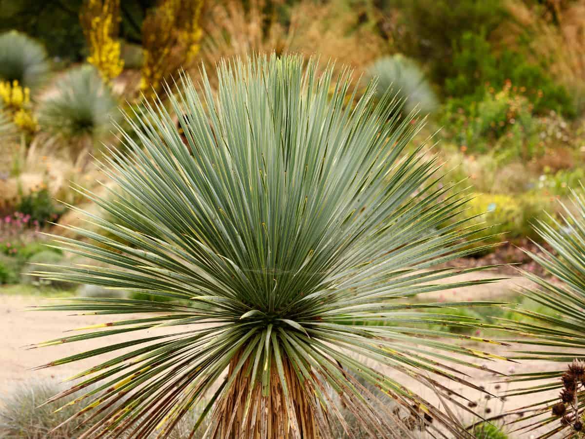 Yucca rostrata growing outdoor.