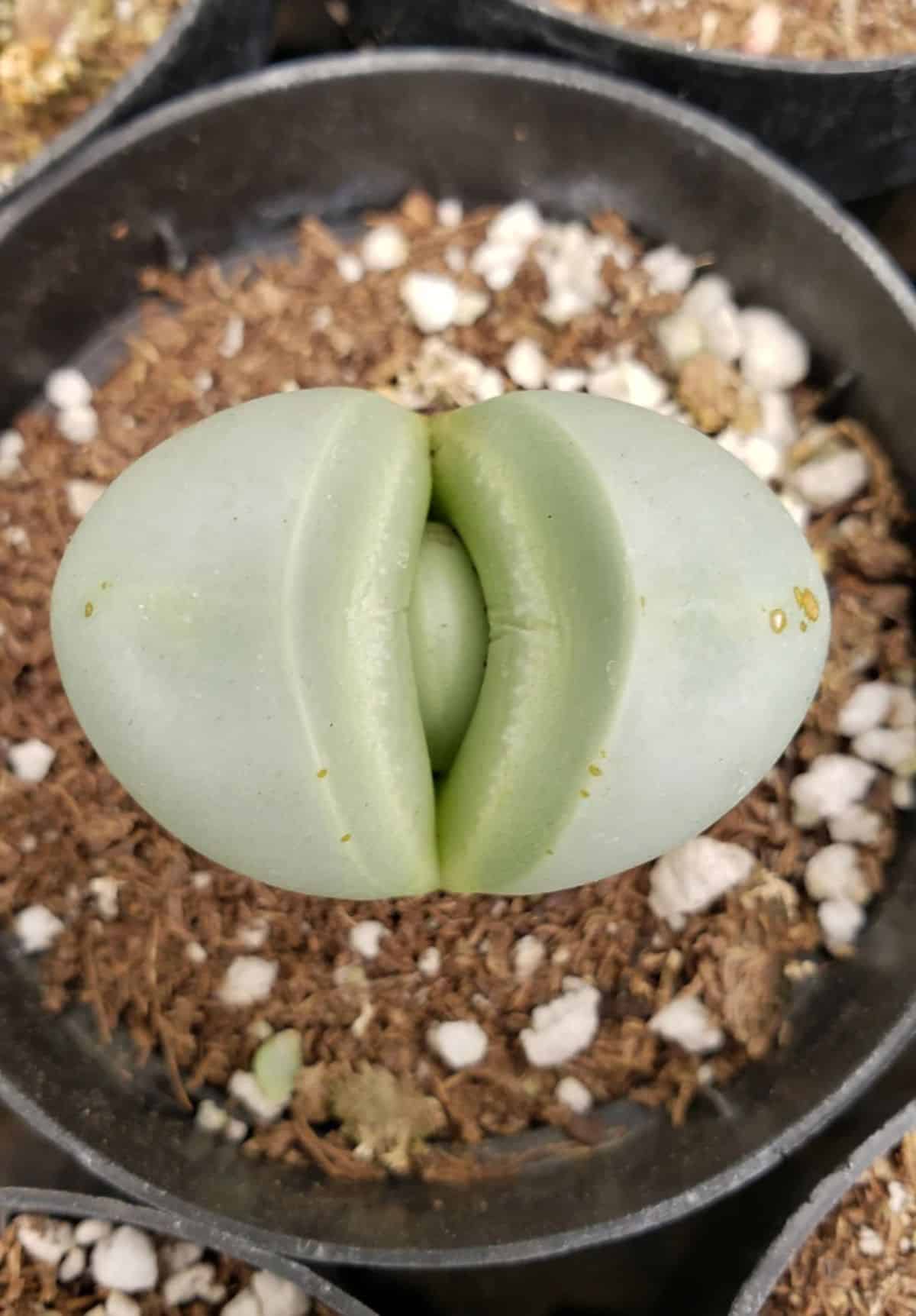 A close-up of Agryoderma testiculare in a pot.