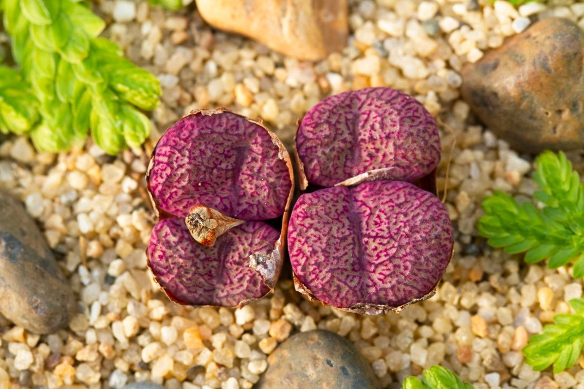 Beautiful Rock Mesemb succulent.