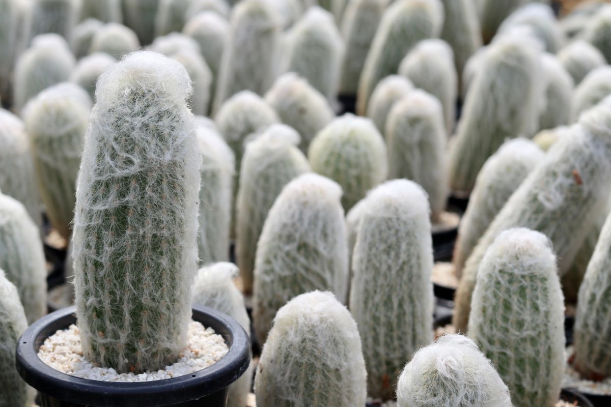 Cephalocereus senilis old man cactuses in a green house.