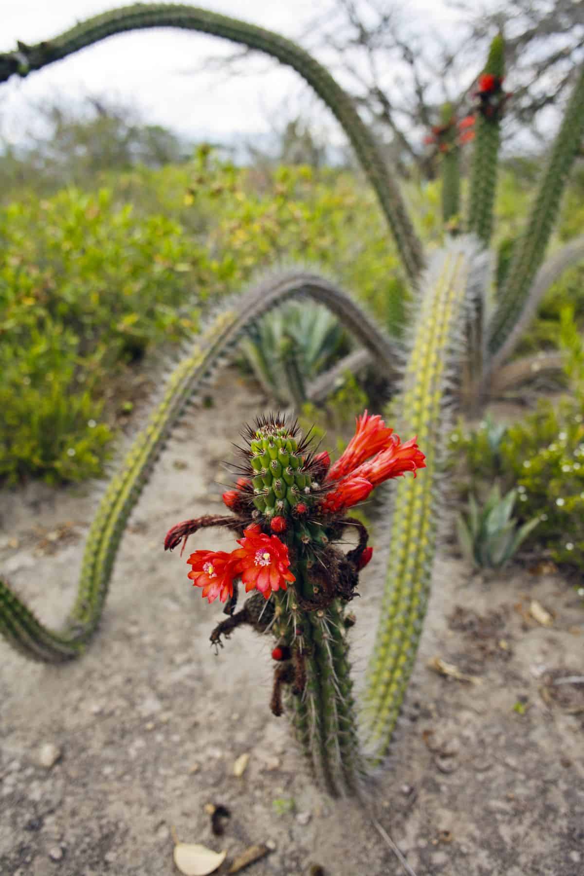 Flowering Cleistocactus sepium.