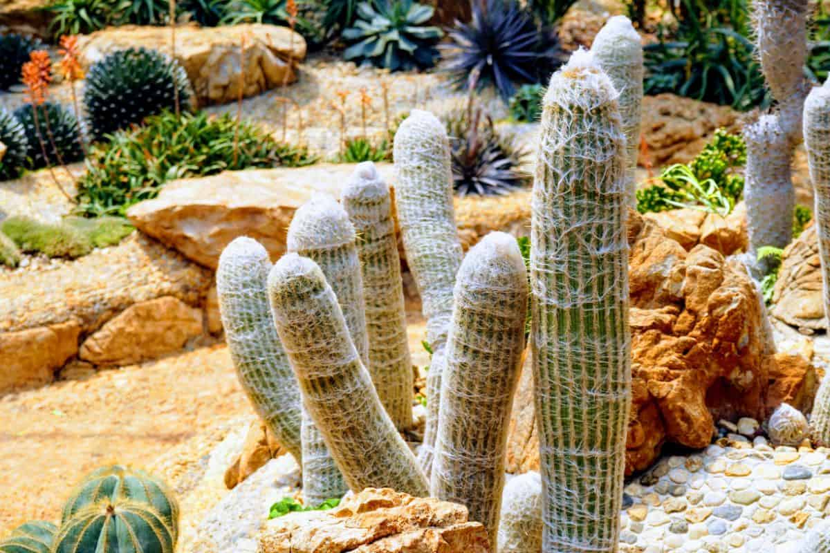 A bunch of tall Cephalocereus senilis.