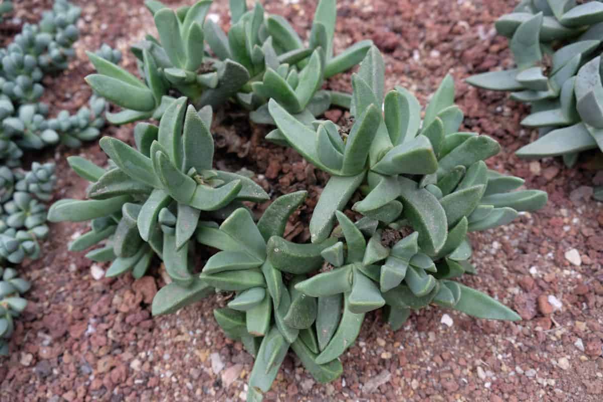 Cheiridopsis denticulata growing in soil.