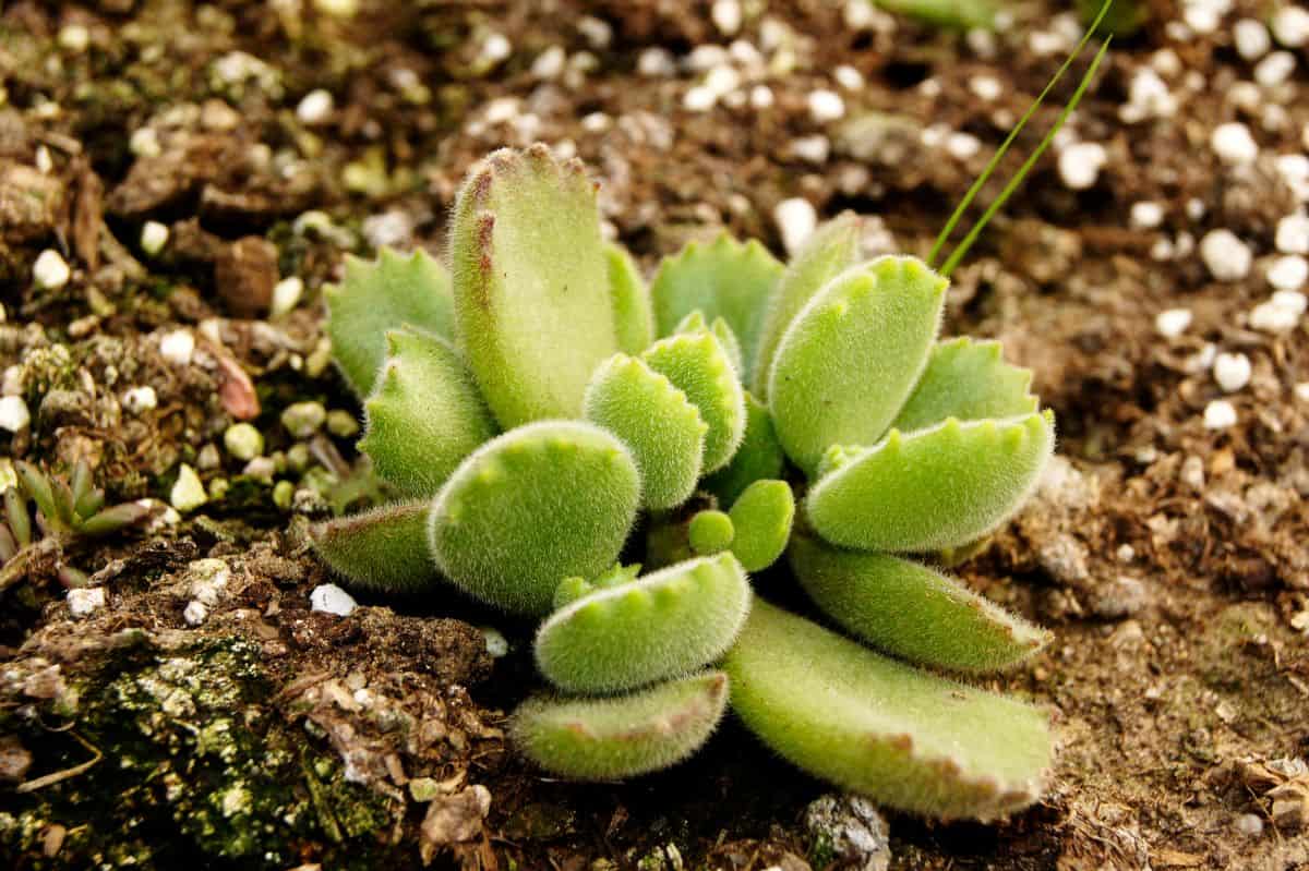 Cotyledon tomentosa growing in soil.
