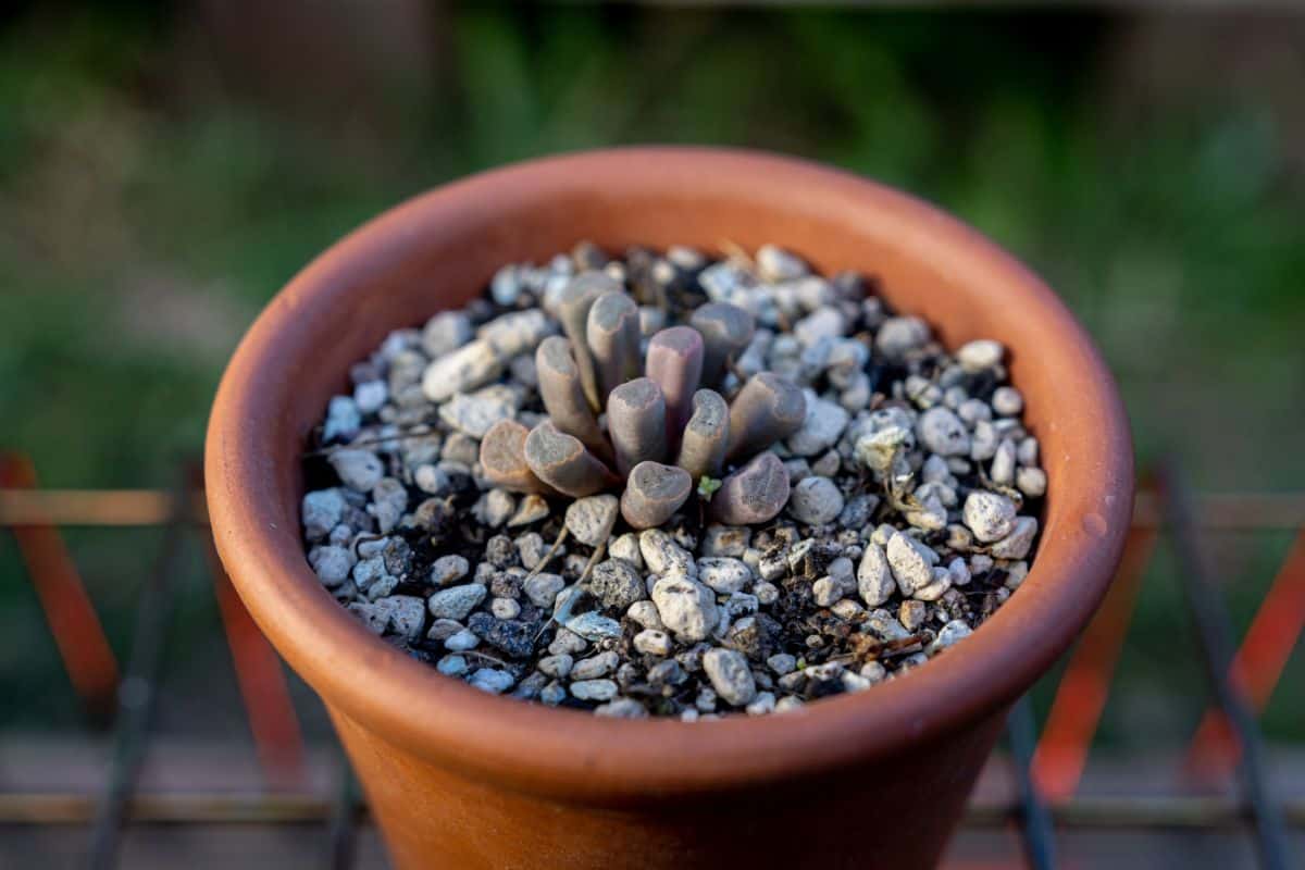 Fenestraria aurantiaca grows in a clay pot.