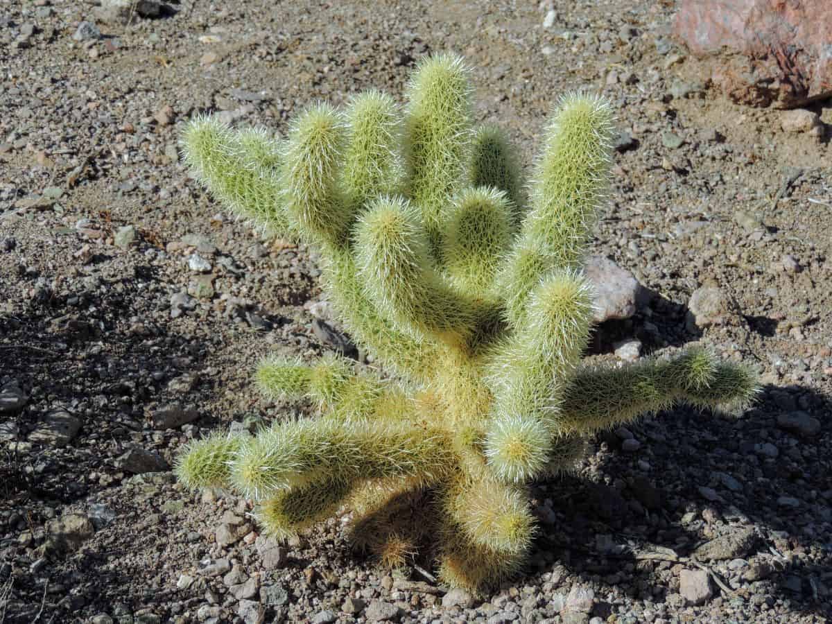 Cylindropuntia fulgida growing outdoor.