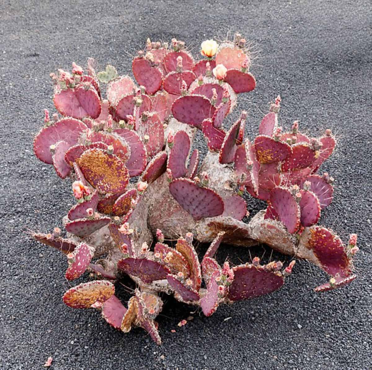 Opuntia marocentra with beautiful pink foliage.