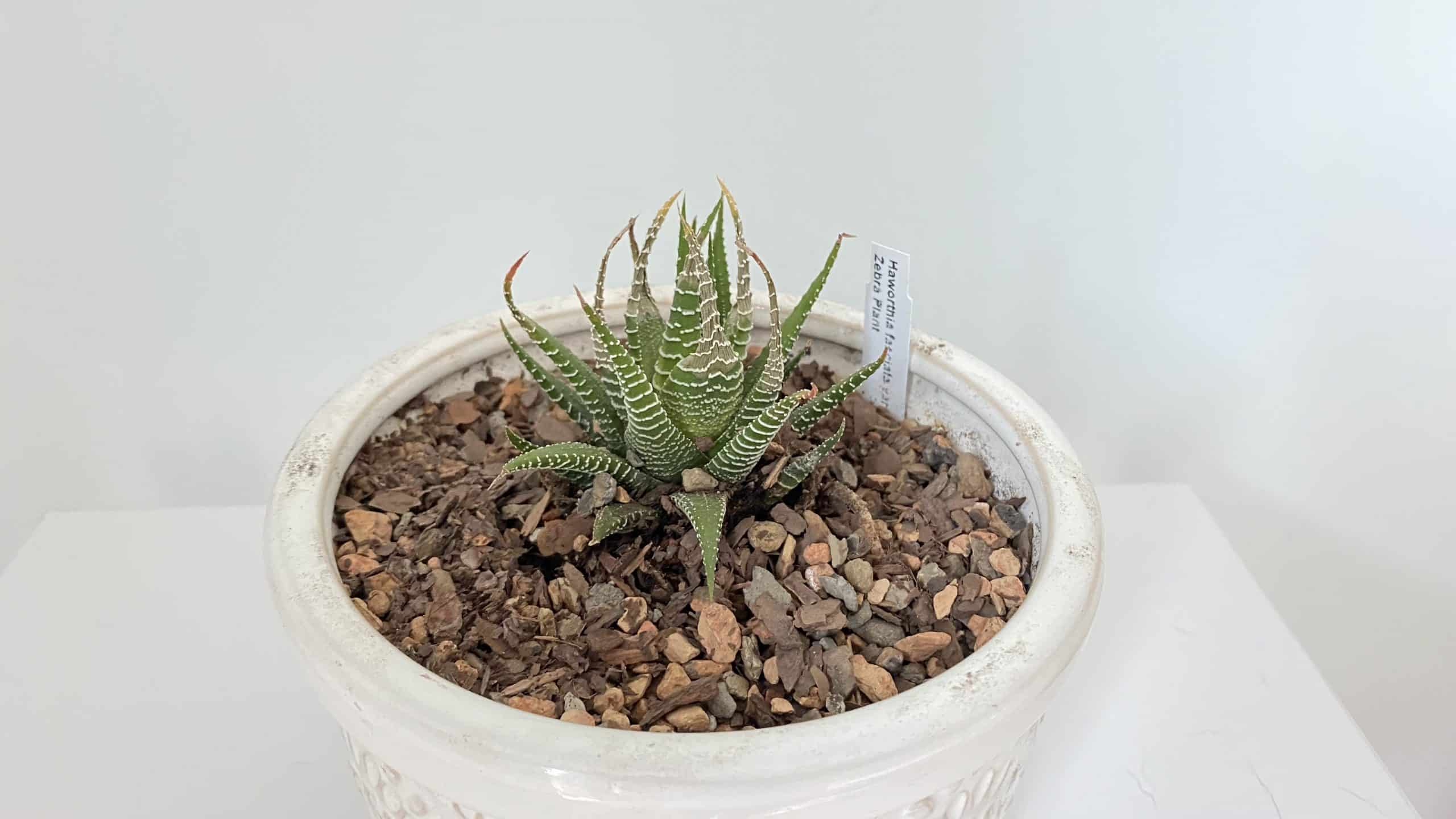 mountain crest gardens succulent in a white pot.