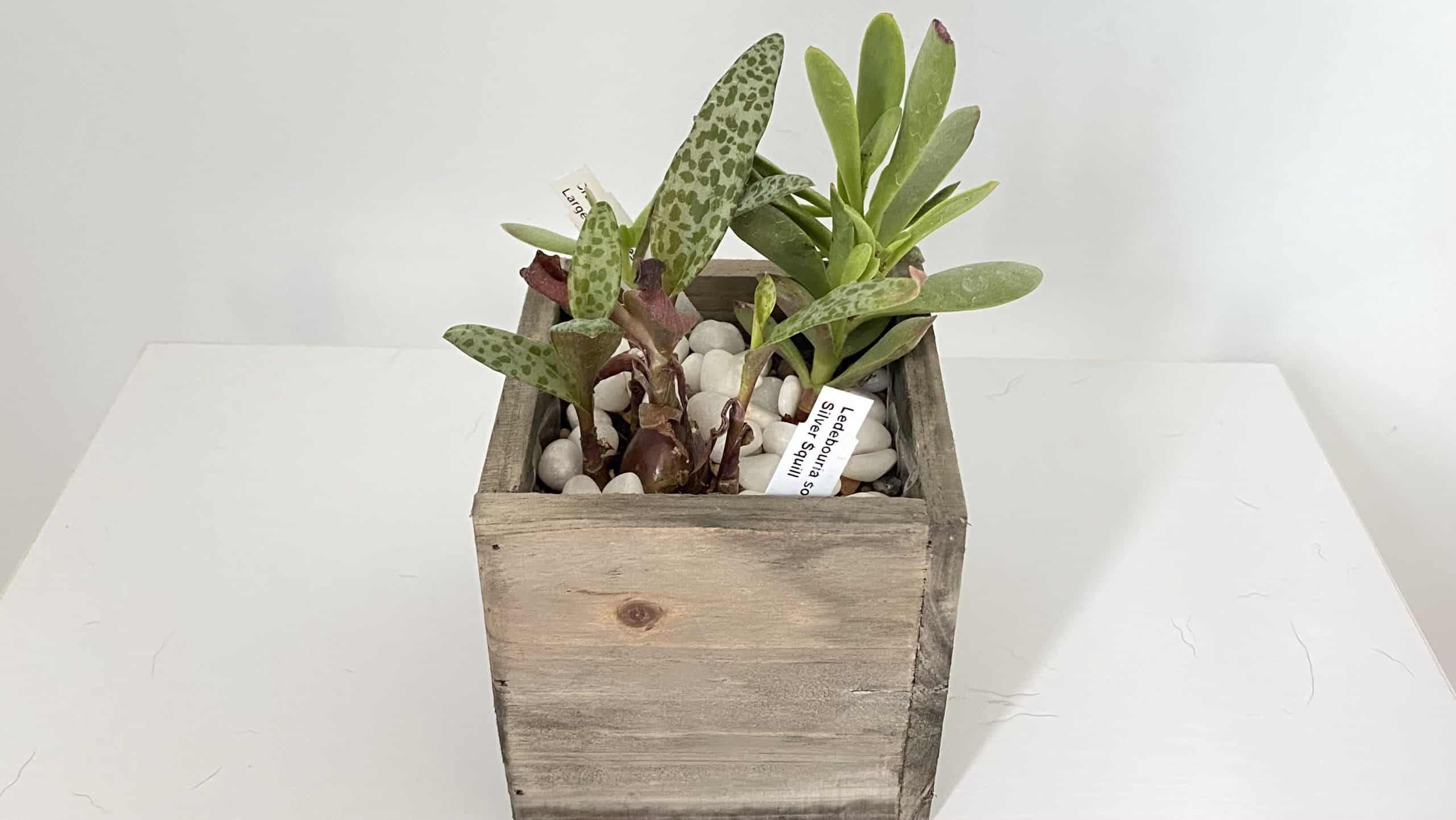 mountain crest gardens succulent box.