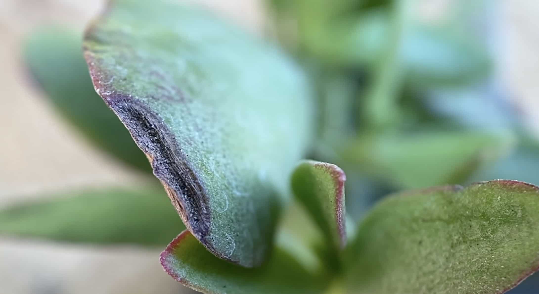 crassula pubescens ssp. radicans large red carpet stonecrop mountain crest gardens unboxing