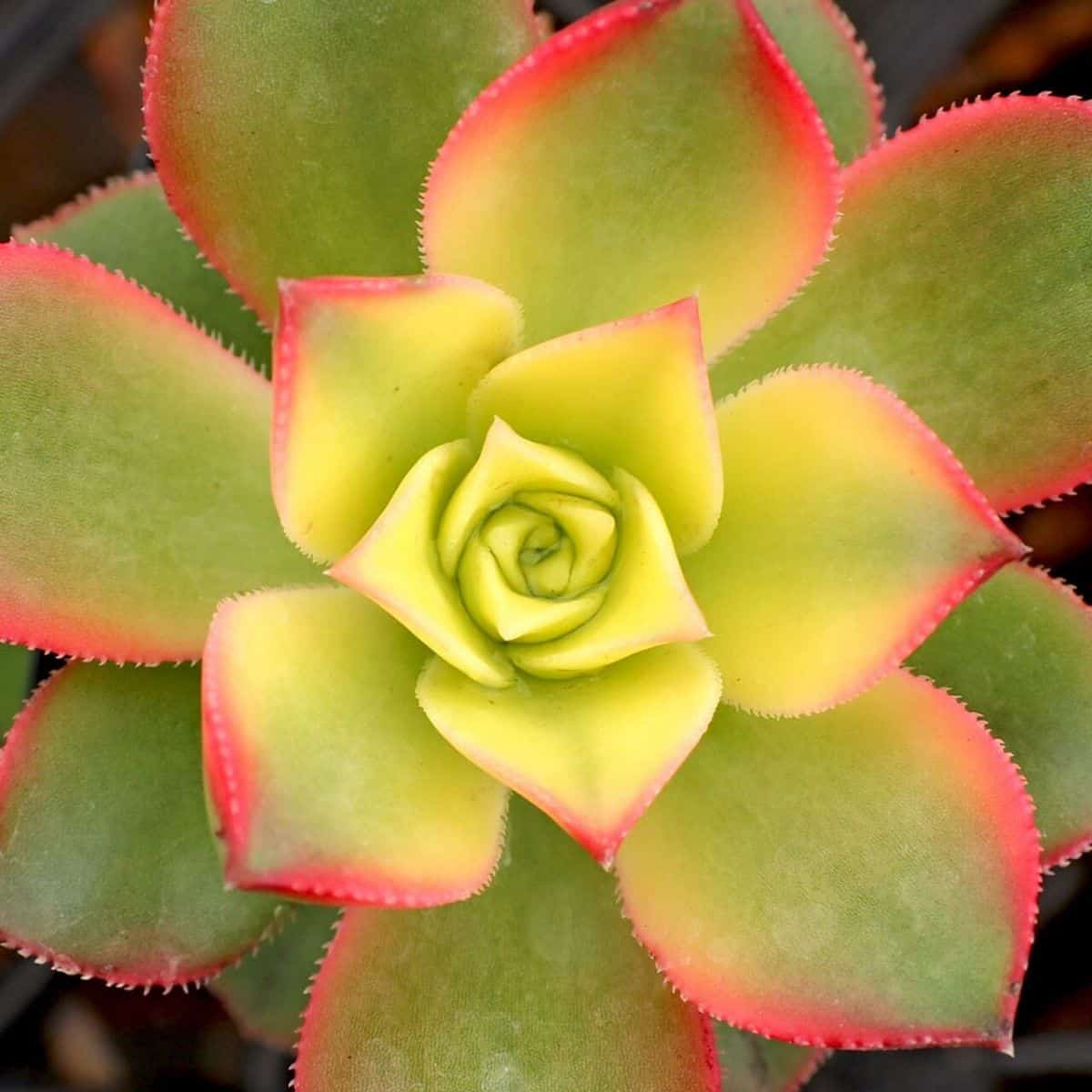 Aeonium kiwi close-up.