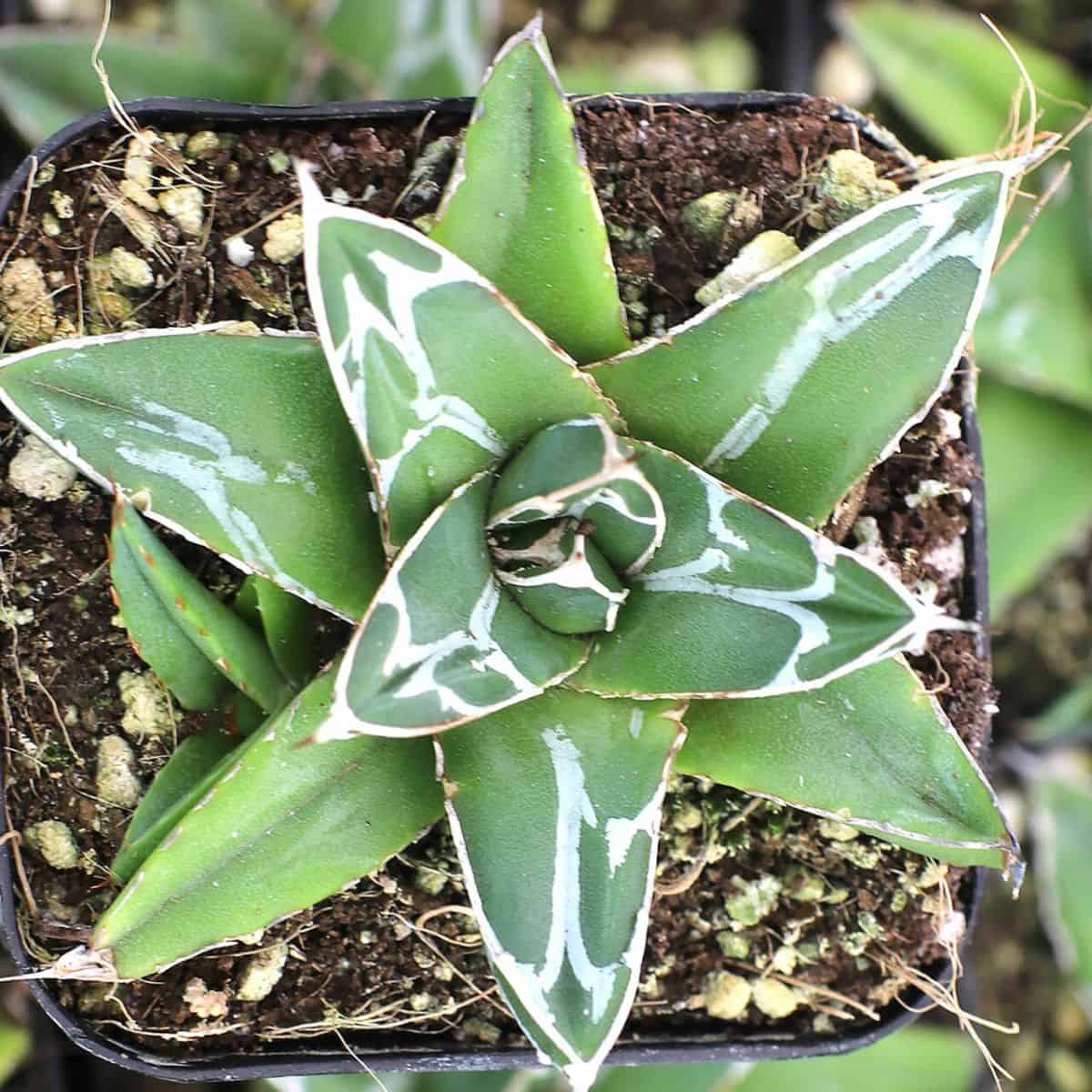 Agave in a pot close-up.