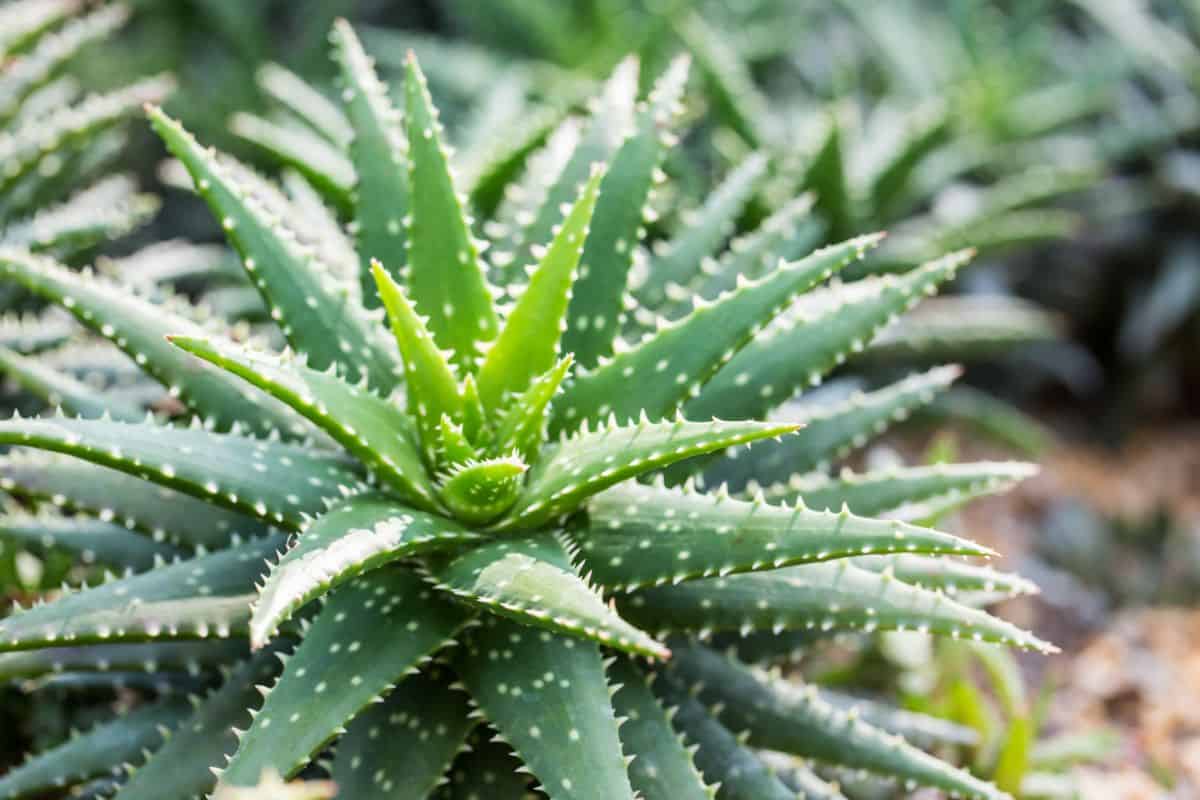 Aloe vera plant close-up.