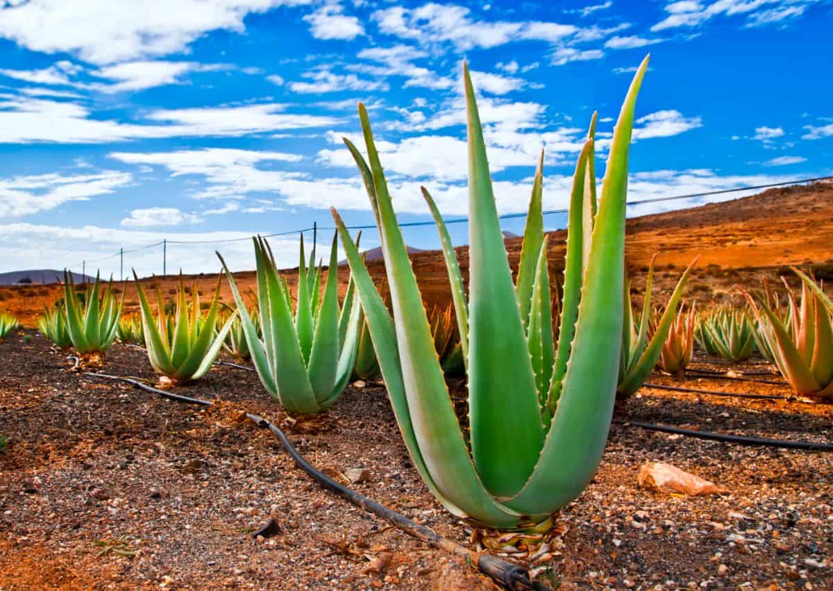 Aloe vera field on a sunny day.