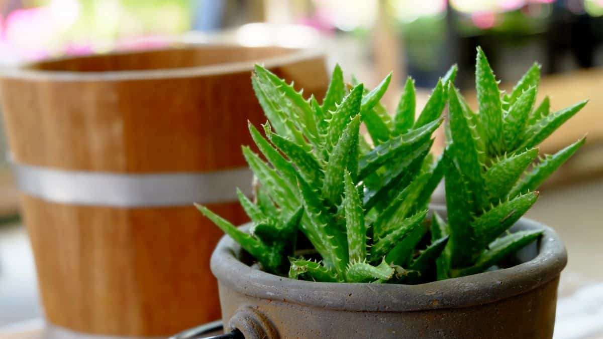 Aloe vera in a brown pot.