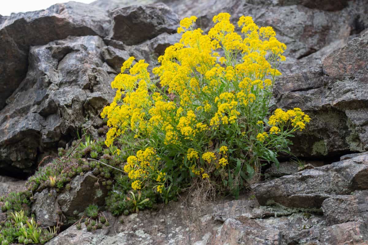 Blooming aurina saxatilis outdoor.