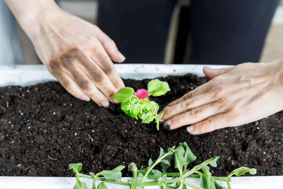 Baby sun rose being planted.by hands in a frehs soil-