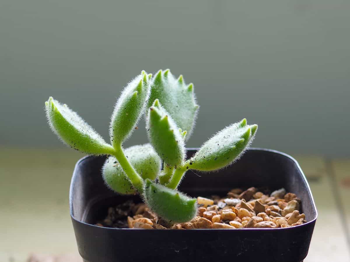 Bear claw succulent in a black pot.