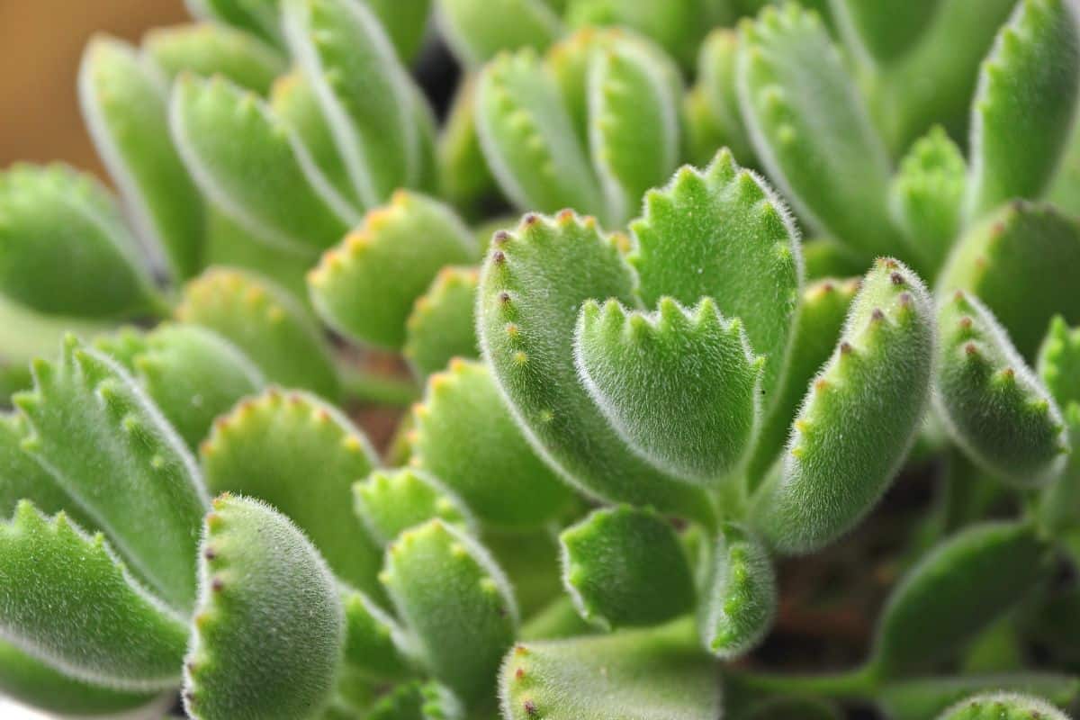 Bear claw succulent leaves.