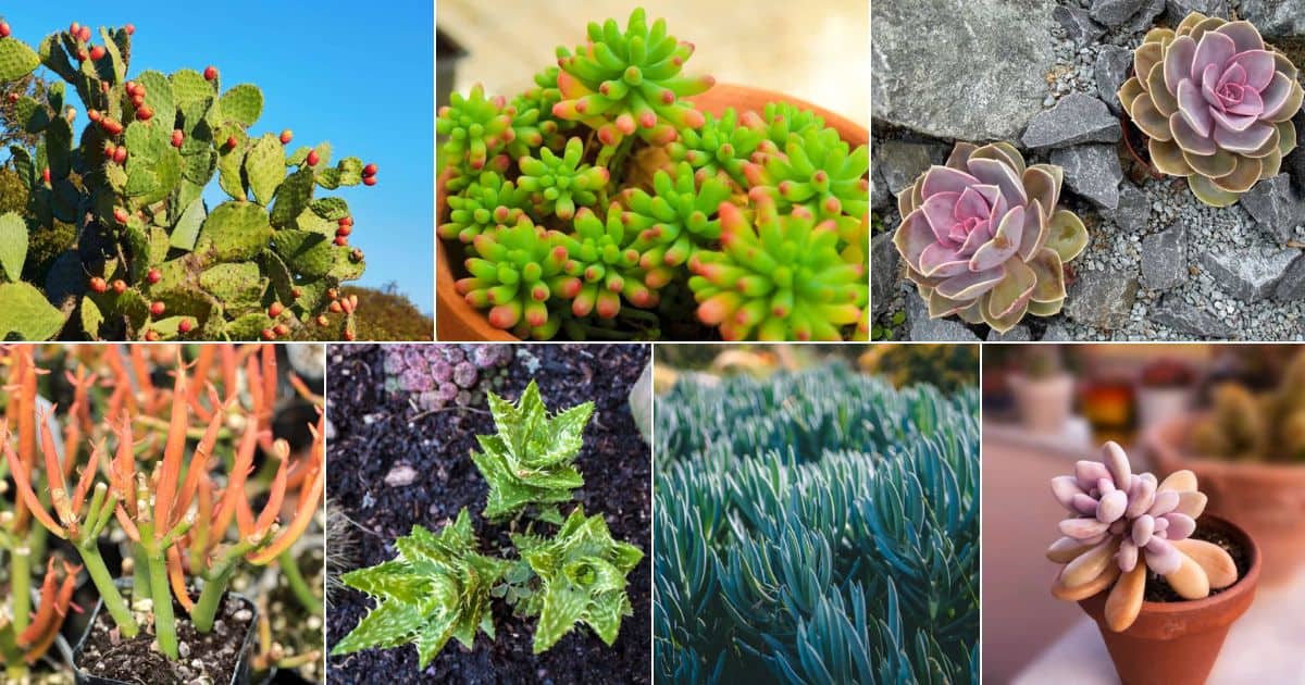 Collage of best succulents for full hot sun.