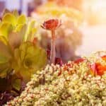 Succulents in hot sun.