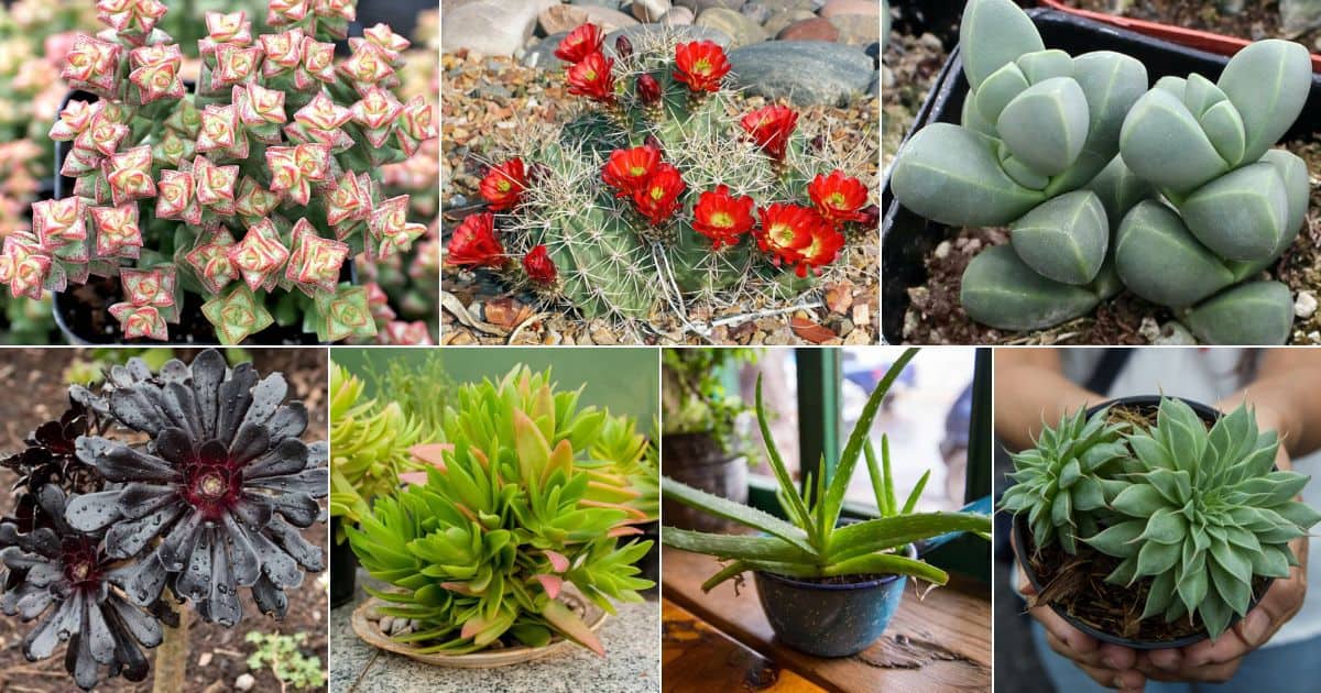 Collage of best rock succulents.