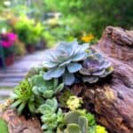 Succulents on a rock in a garden.