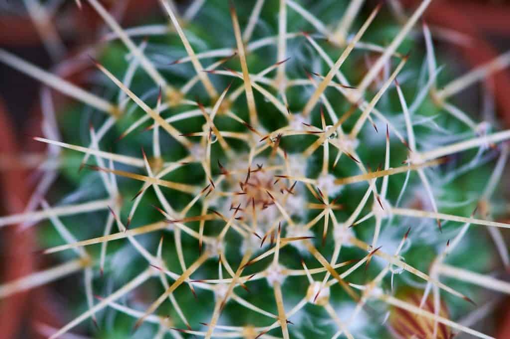 cactus needle close-up