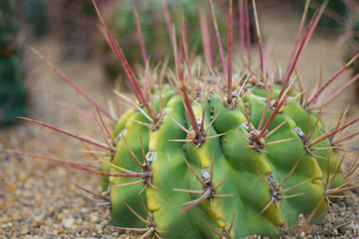 Cactus needles close-up.