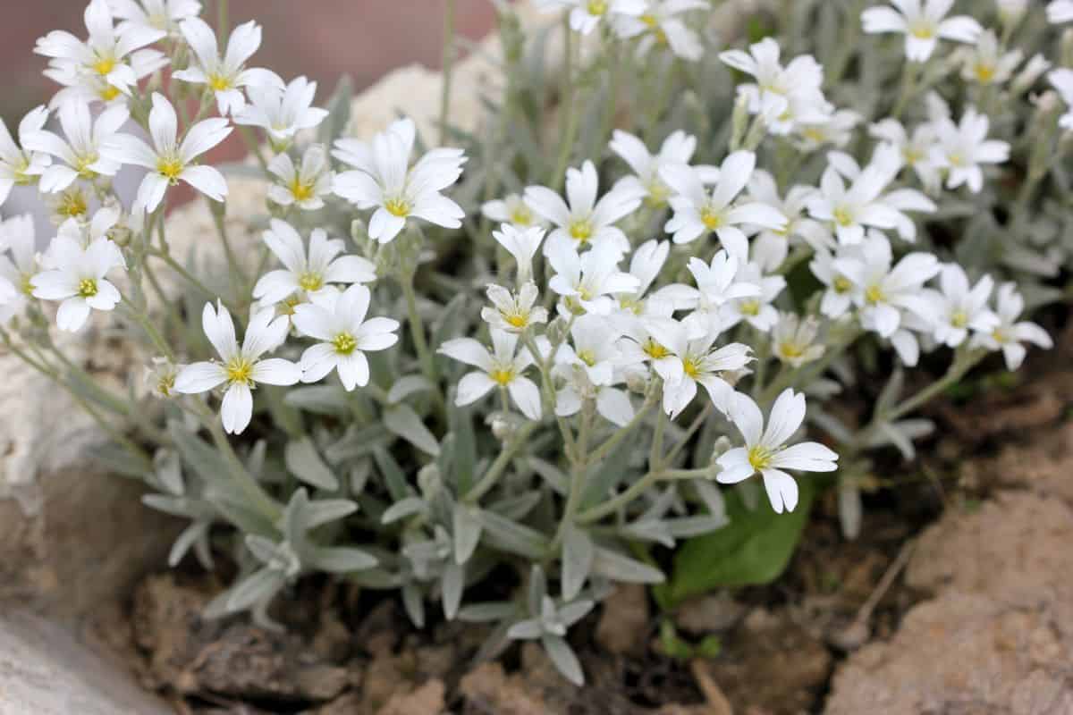 Blooming cesastium tomentosum outdoor.