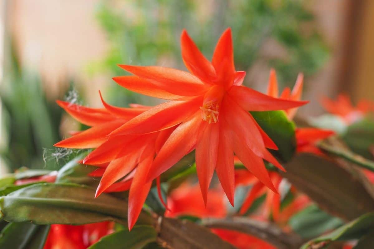 Christmas cactus red flower.