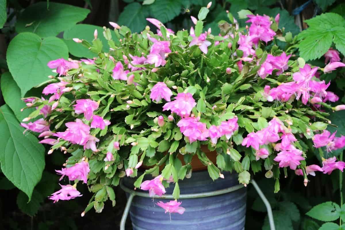 Easter cactus in a blue pot.