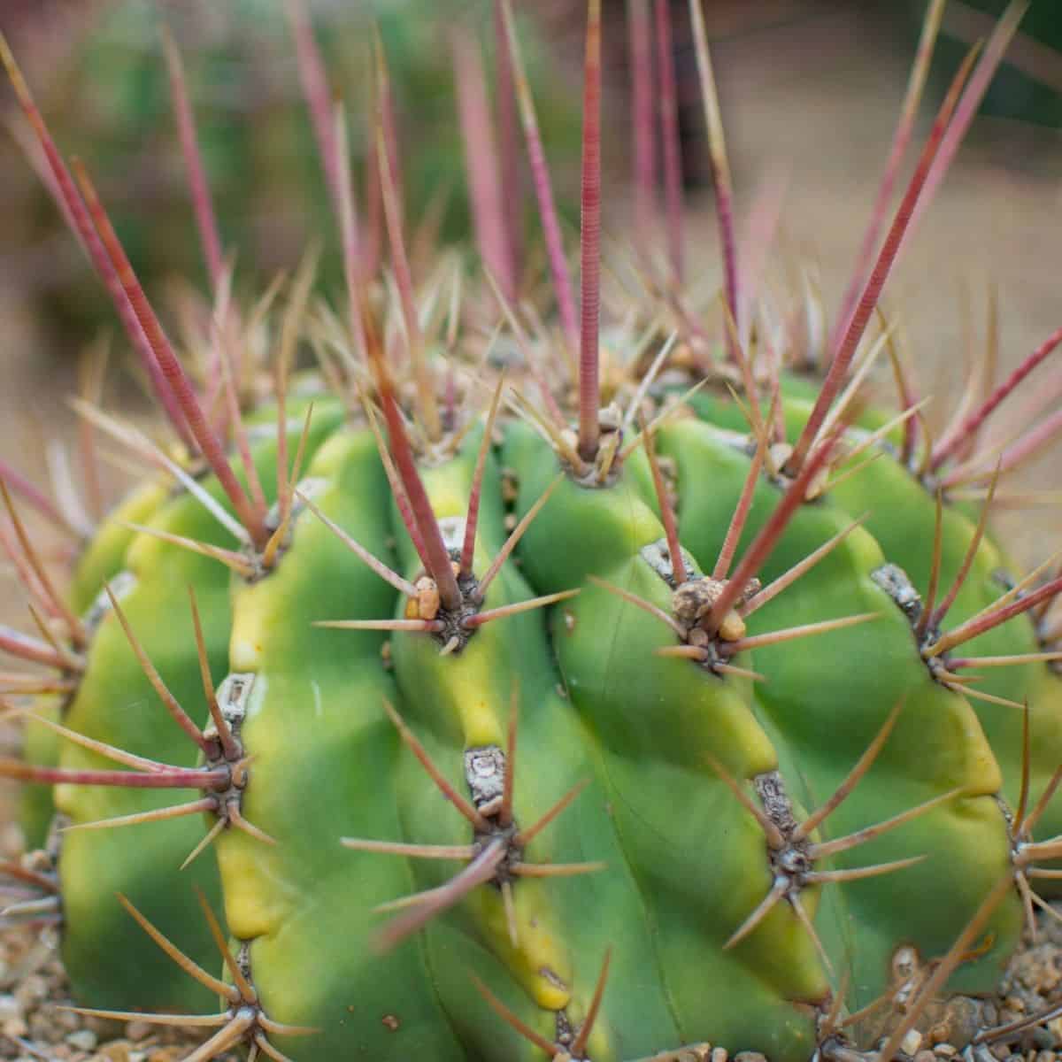 Cactus needles close-up.