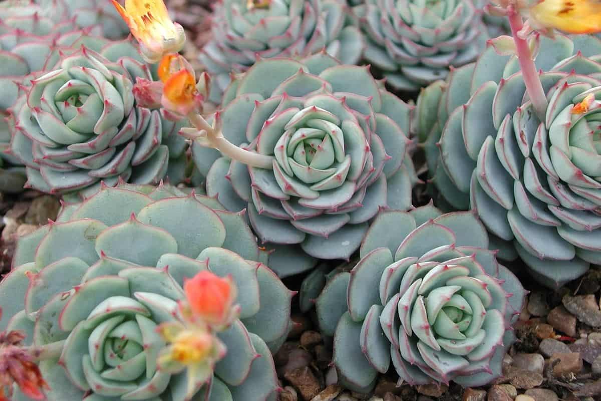 Echeveria Macdougallii succulents.