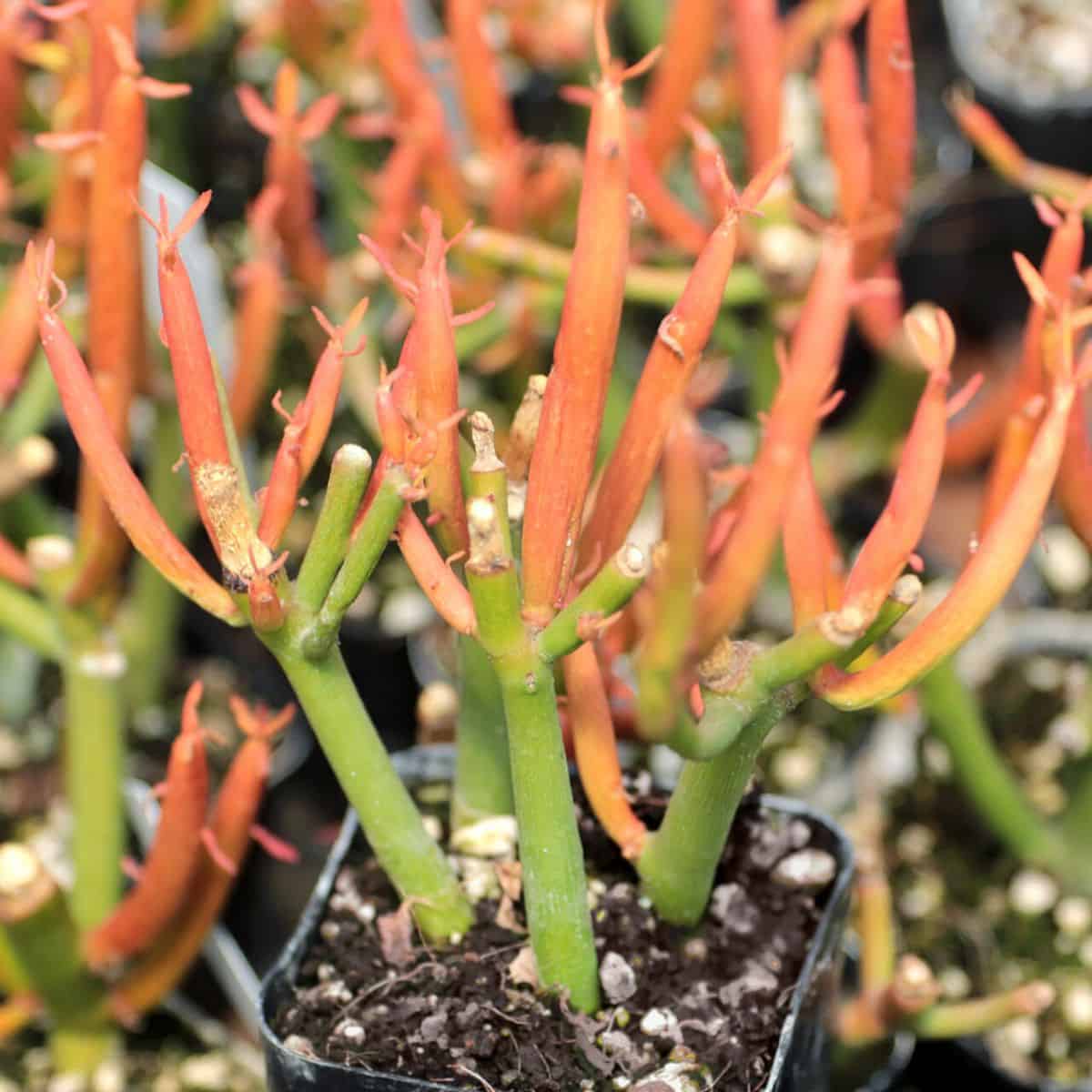 Euphorbia firesticks close-up.