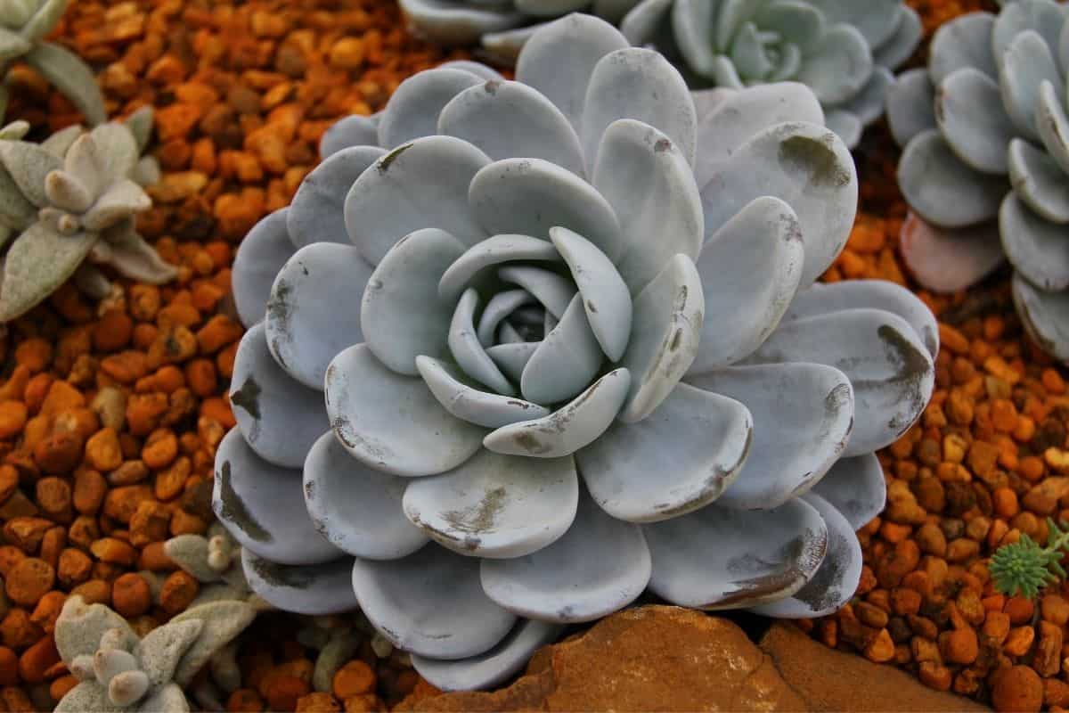 Graptopetalum succulent in a rocky soil.