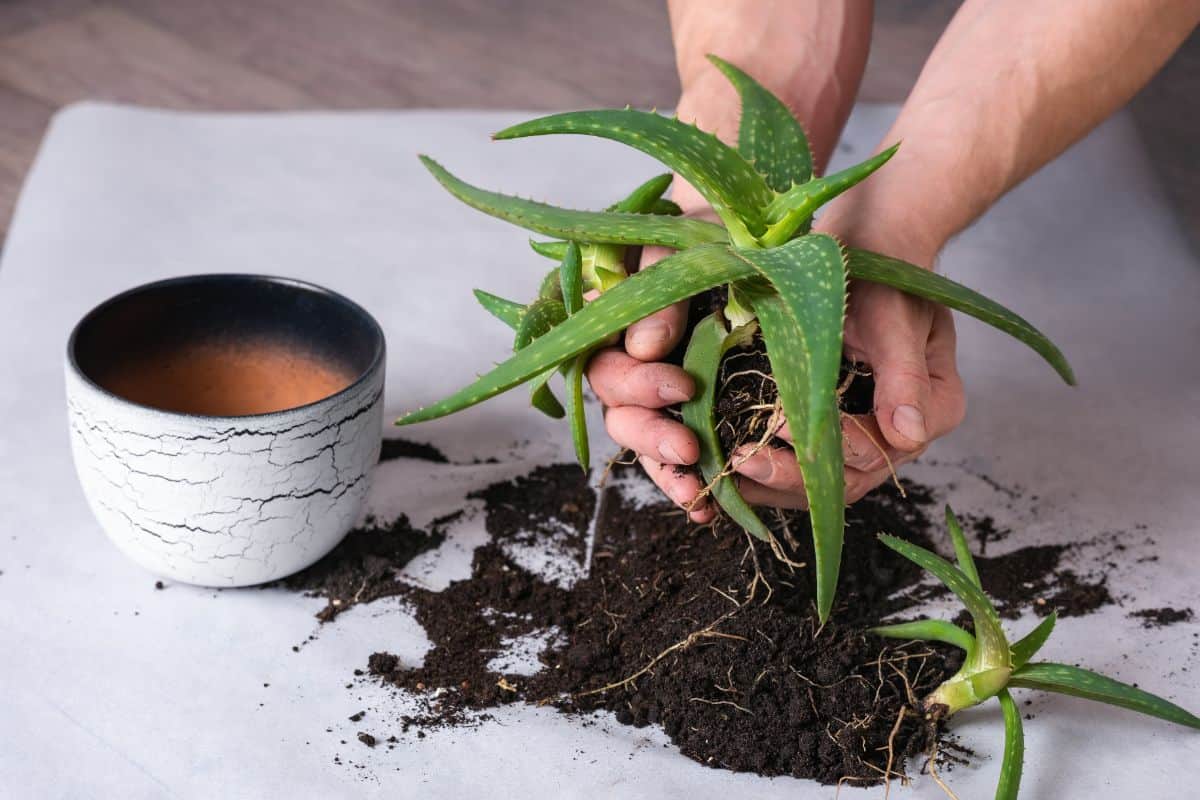 Hands holding succulent next to a pot on a white table.