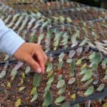 Man hand touching propagated succulent leaves in soil.