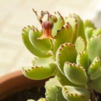 how to propagate bear paw succulent