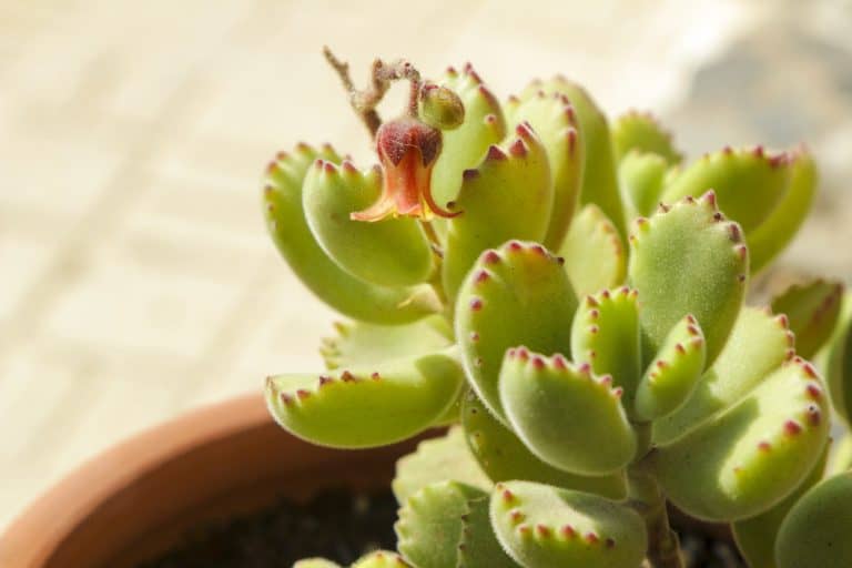 How to Propagate Bear Paw Succulent Sublime Succulents