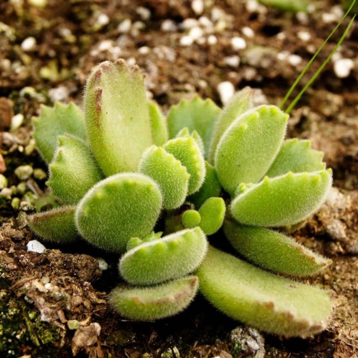 Bear claw succulent in soil.