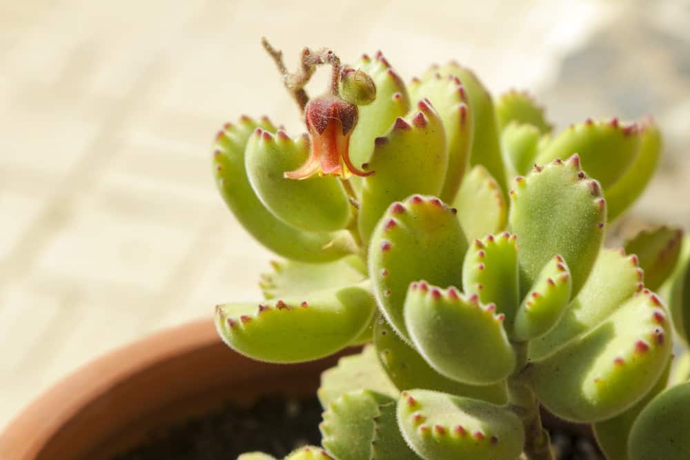 How to Propagate Bear Paw Succulent